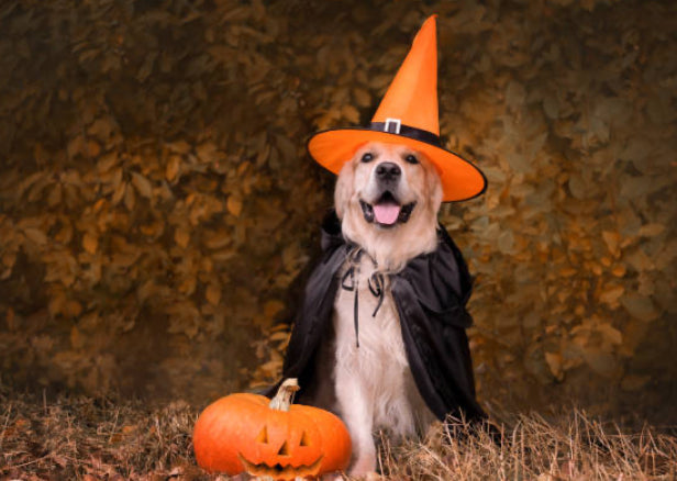 Costumes, Candy & Chaos: A Dog Parent’s Guide to Halloween Safety
