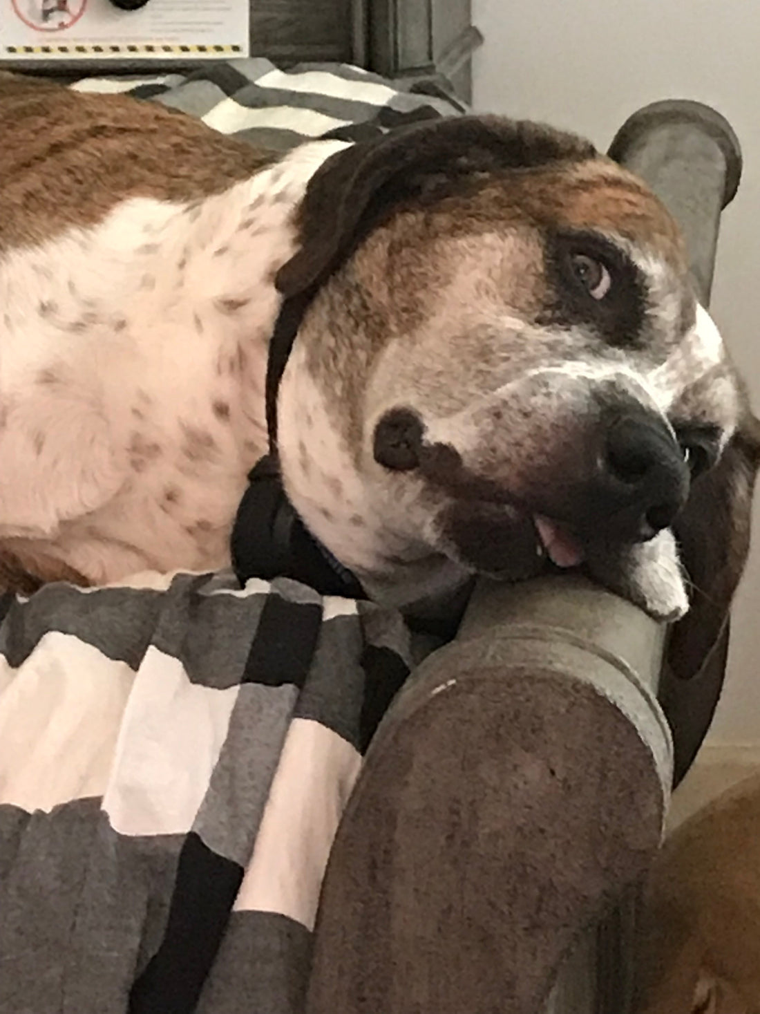 Understanding Dog Treat Regulations in South Carolina: What Pet Treat Businesses Need to Know