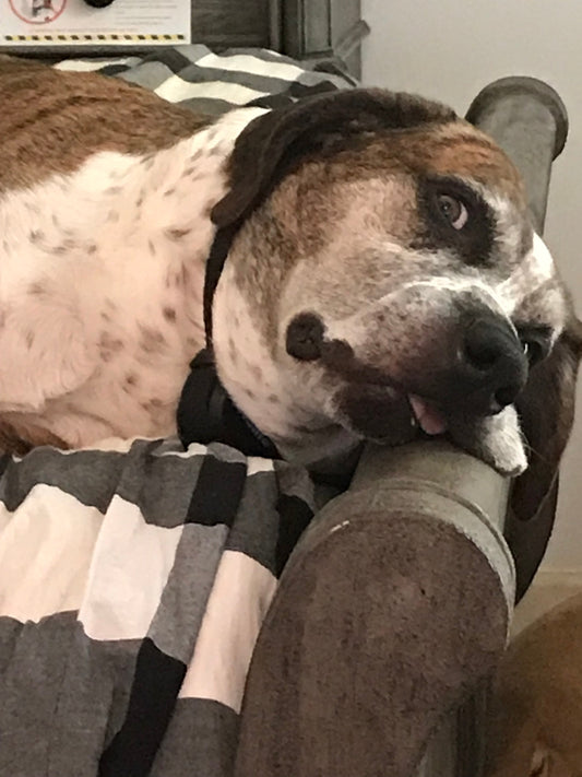 Understanding Dog Treat Regulations in South Carolina: What Pet Treat Businesses Need to Know