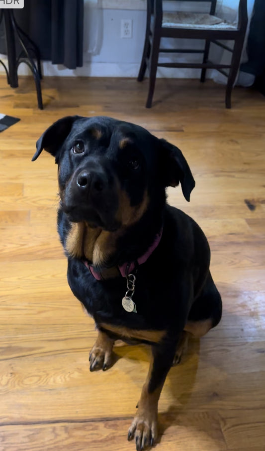 🐾 Fun Dog Facts for Dog Lovers! 🐶✨