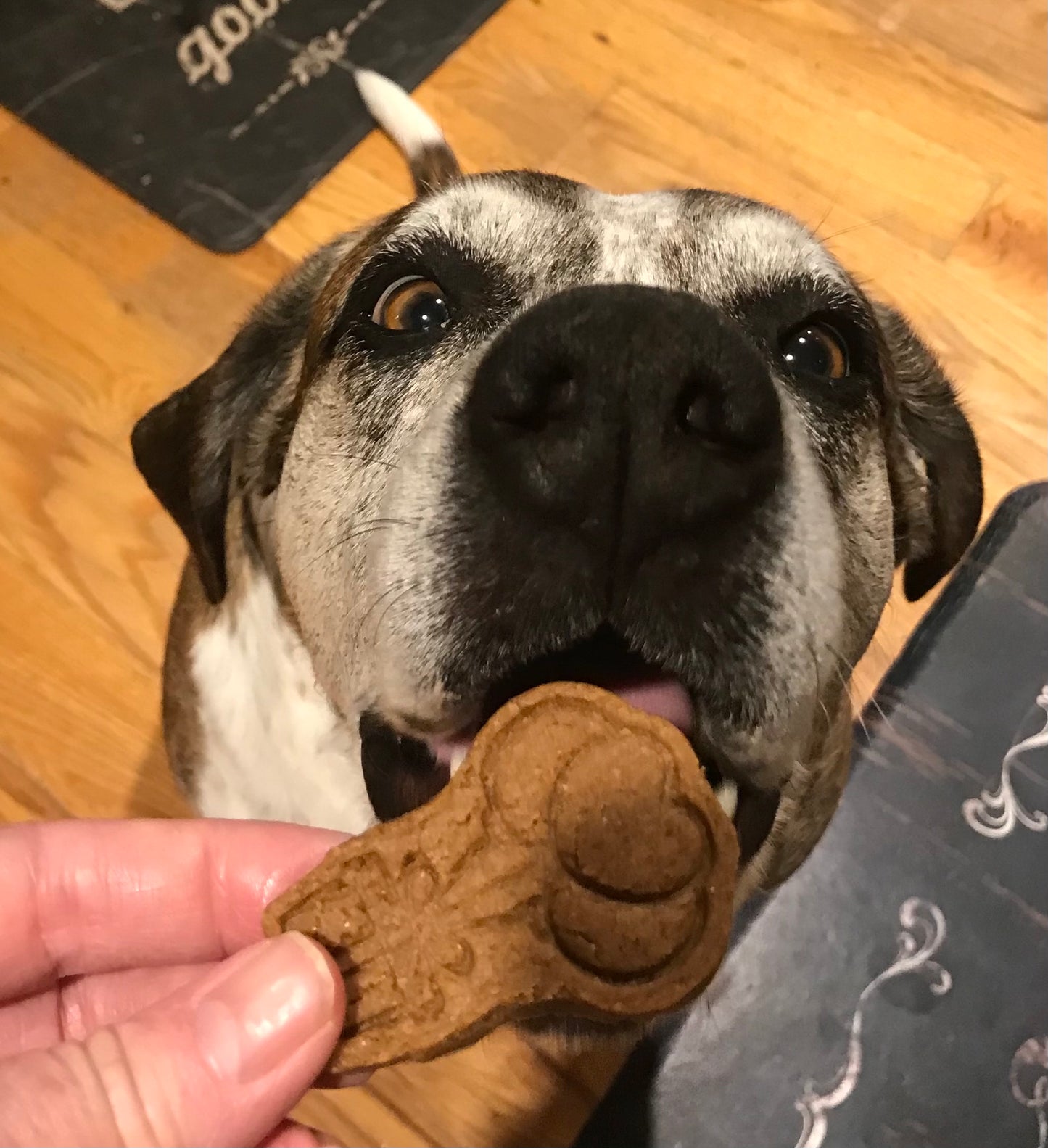🎉 Stamped Peanut Butter Birthday Cookies for Dogs
