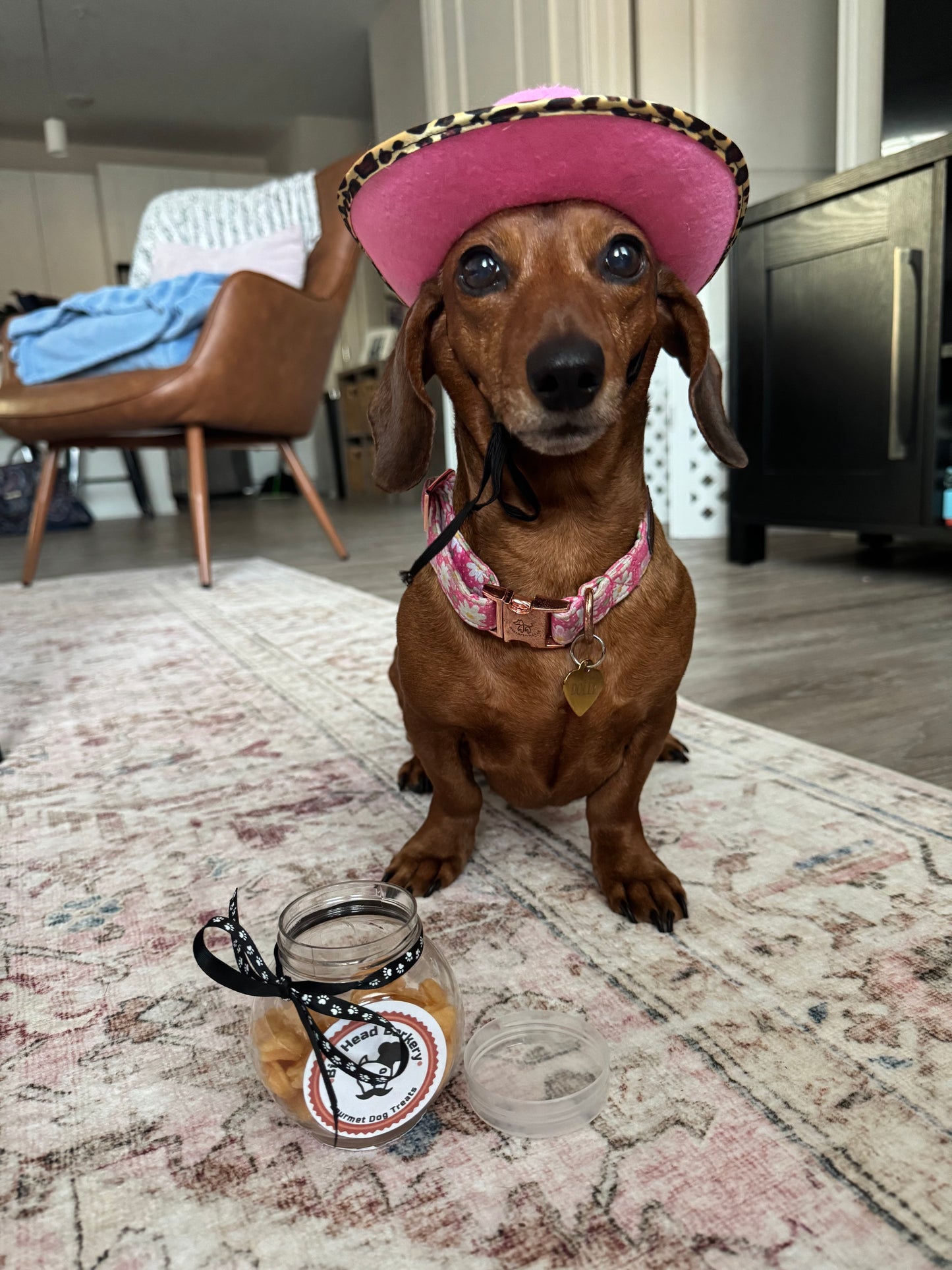 Cheddar Cheese Dog Treats – “Goldfish” Inspired Dog Bites