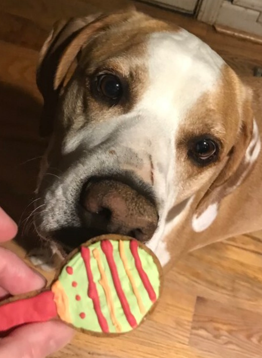 Cinco De Mayo Dog Cookie Gift Set