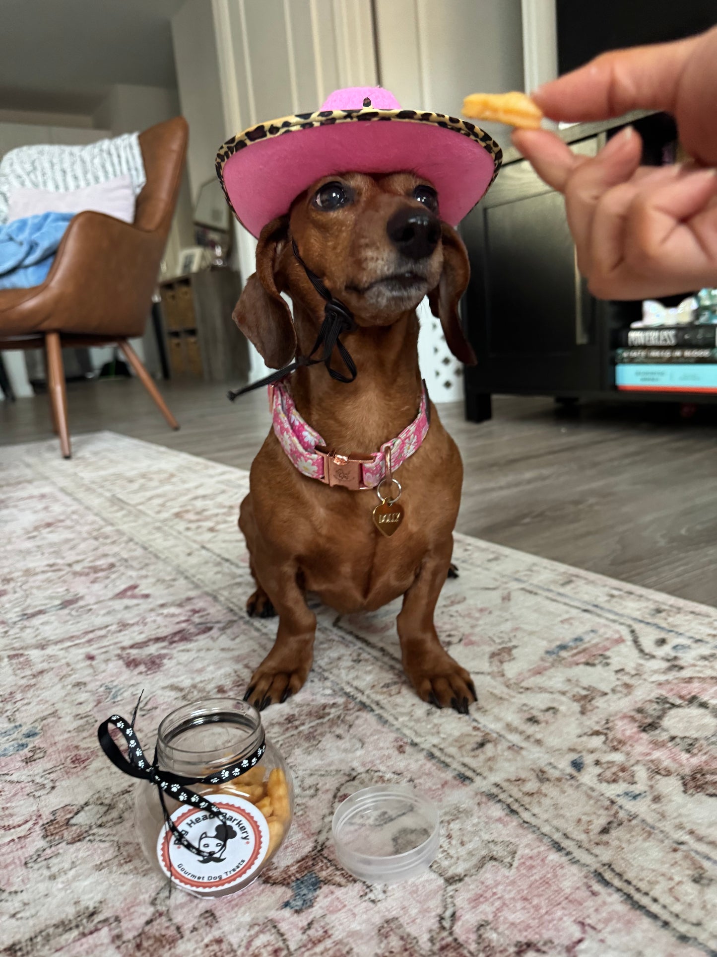 Cheddar Cheese Dog Treats – “Goldfish” Inspired Dog Bites