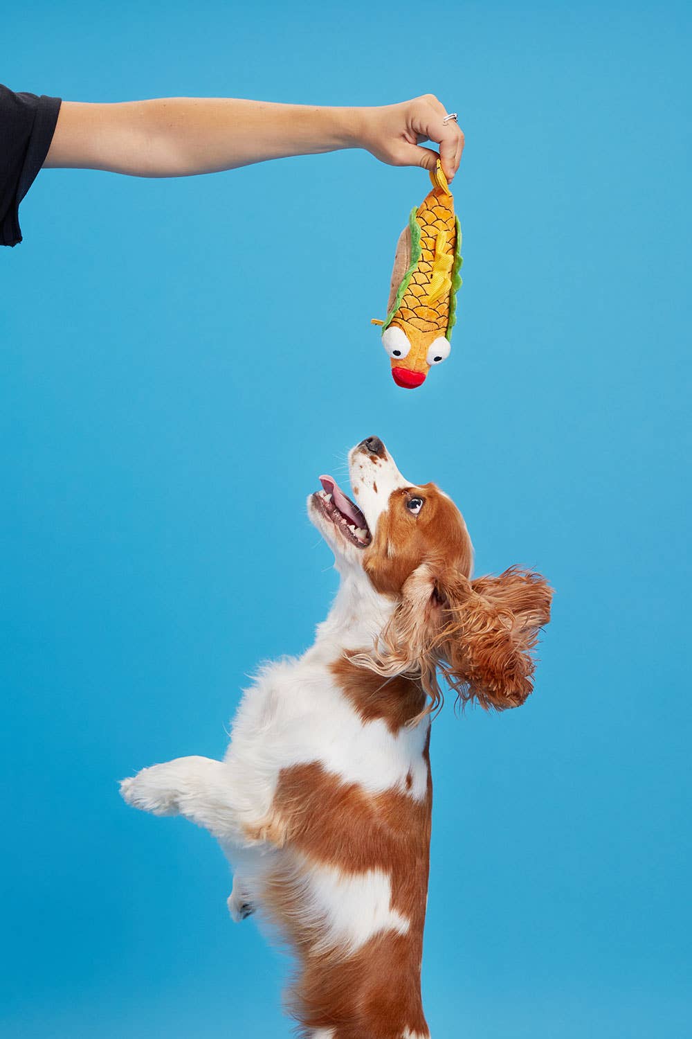 Fish Taco Dog Toy