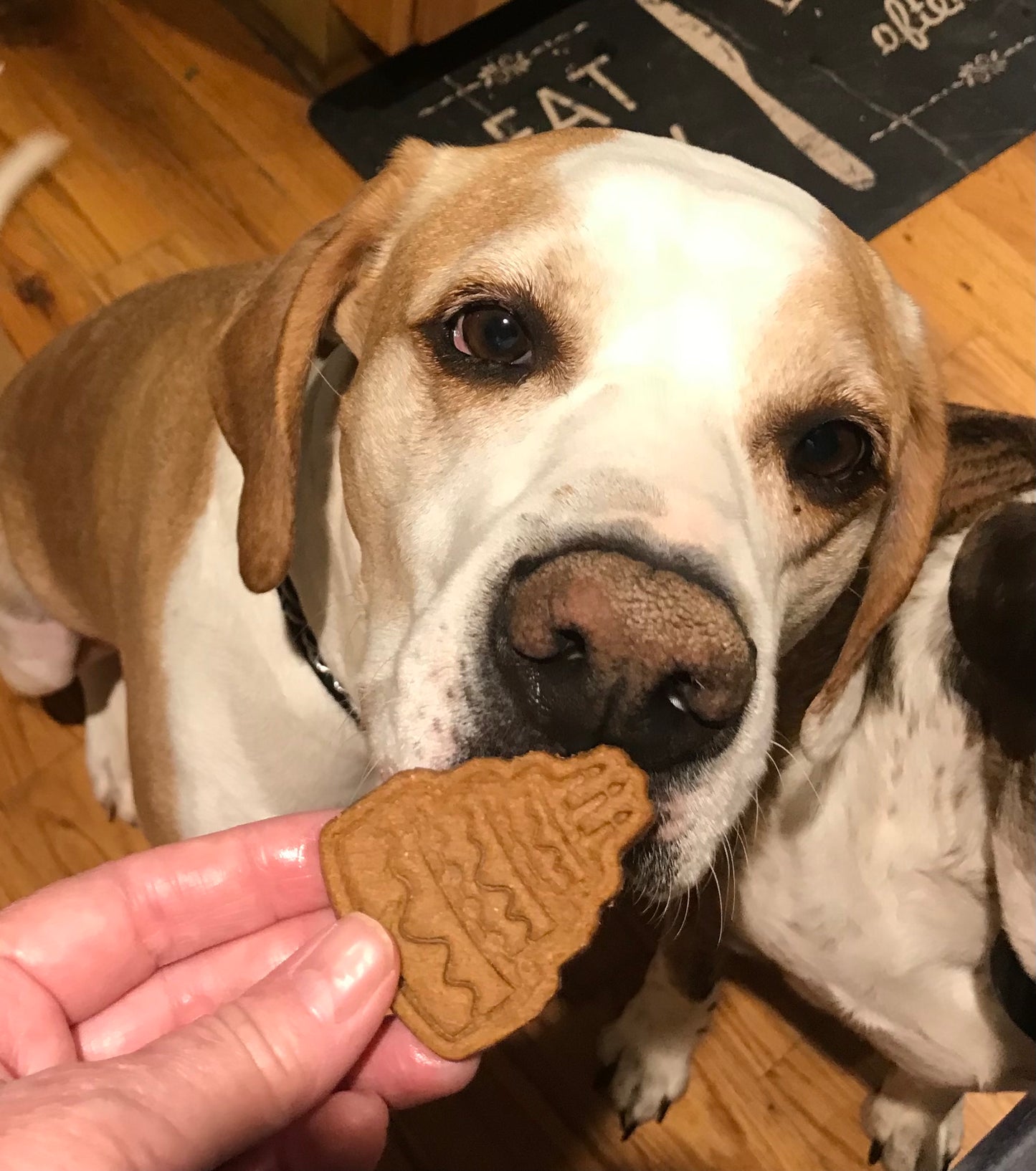 🎉 Stamped Peanut Butter Birthday Cookies for Dogs