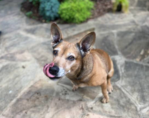🎉 Stamped Peanut Butter Birthday Cookies for Dogs