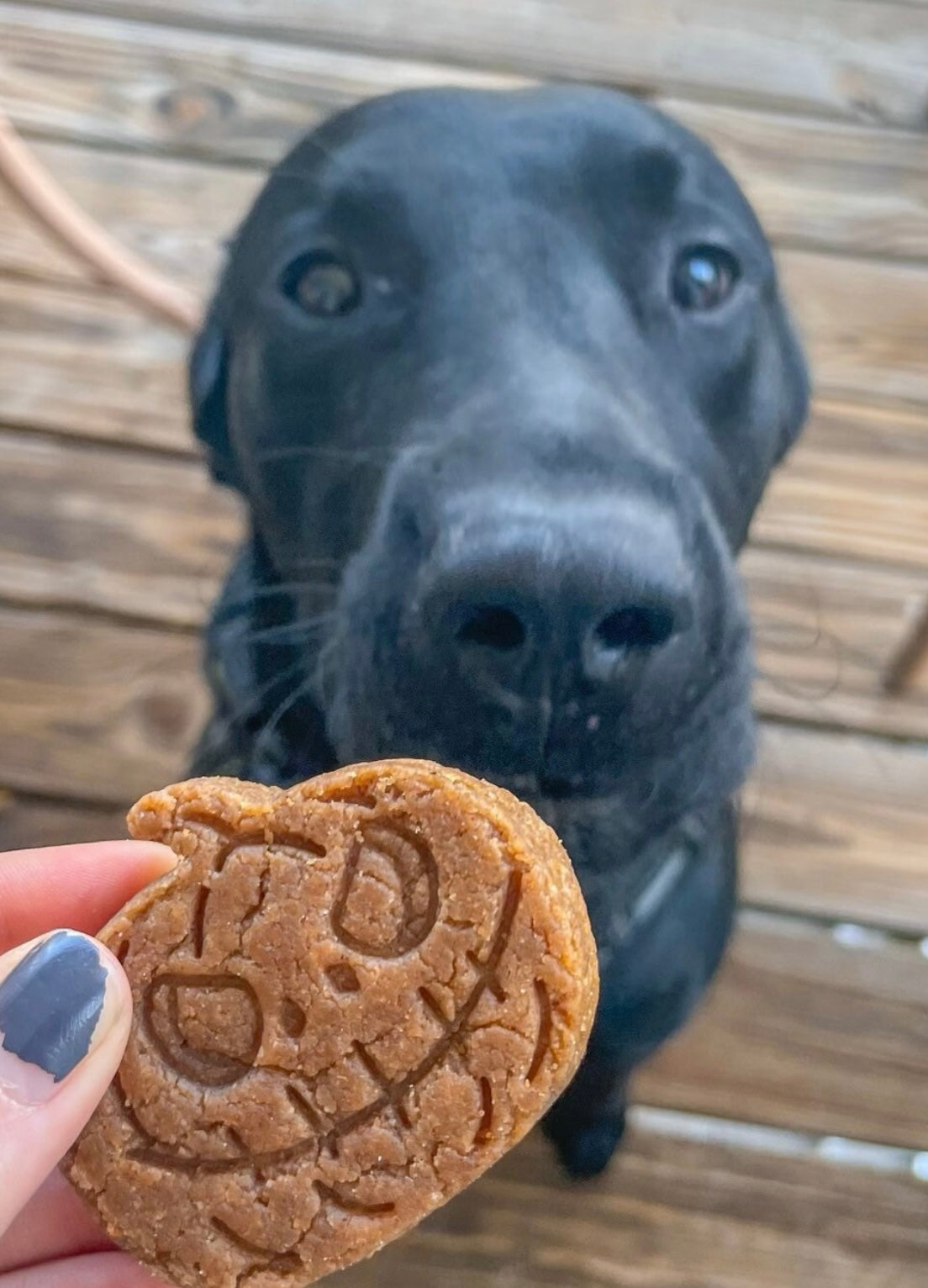 Spooktacular Stamped Peanut Butter Dog Cookies