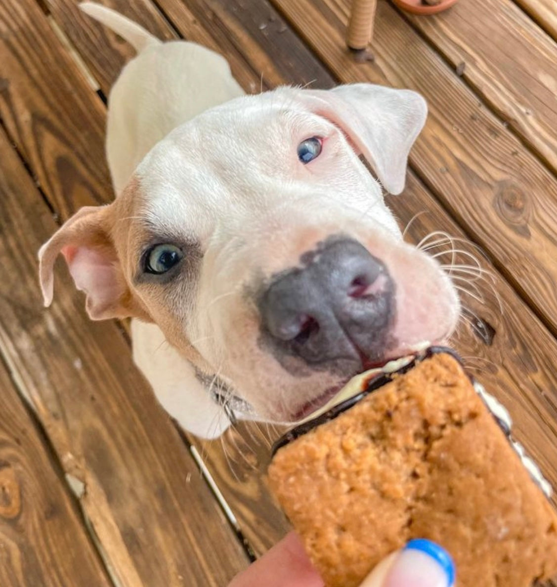 Peanut Butter Dog Treats – Doggie S’mores Campfire Cookies