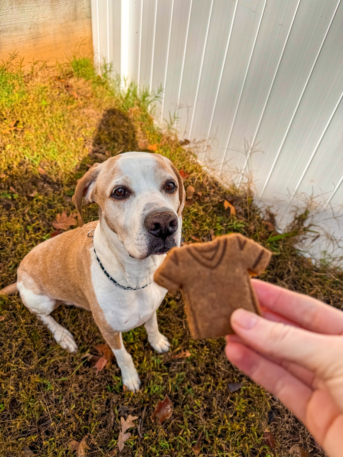 Football-Themed Peanut Butter Cookies for Dogs