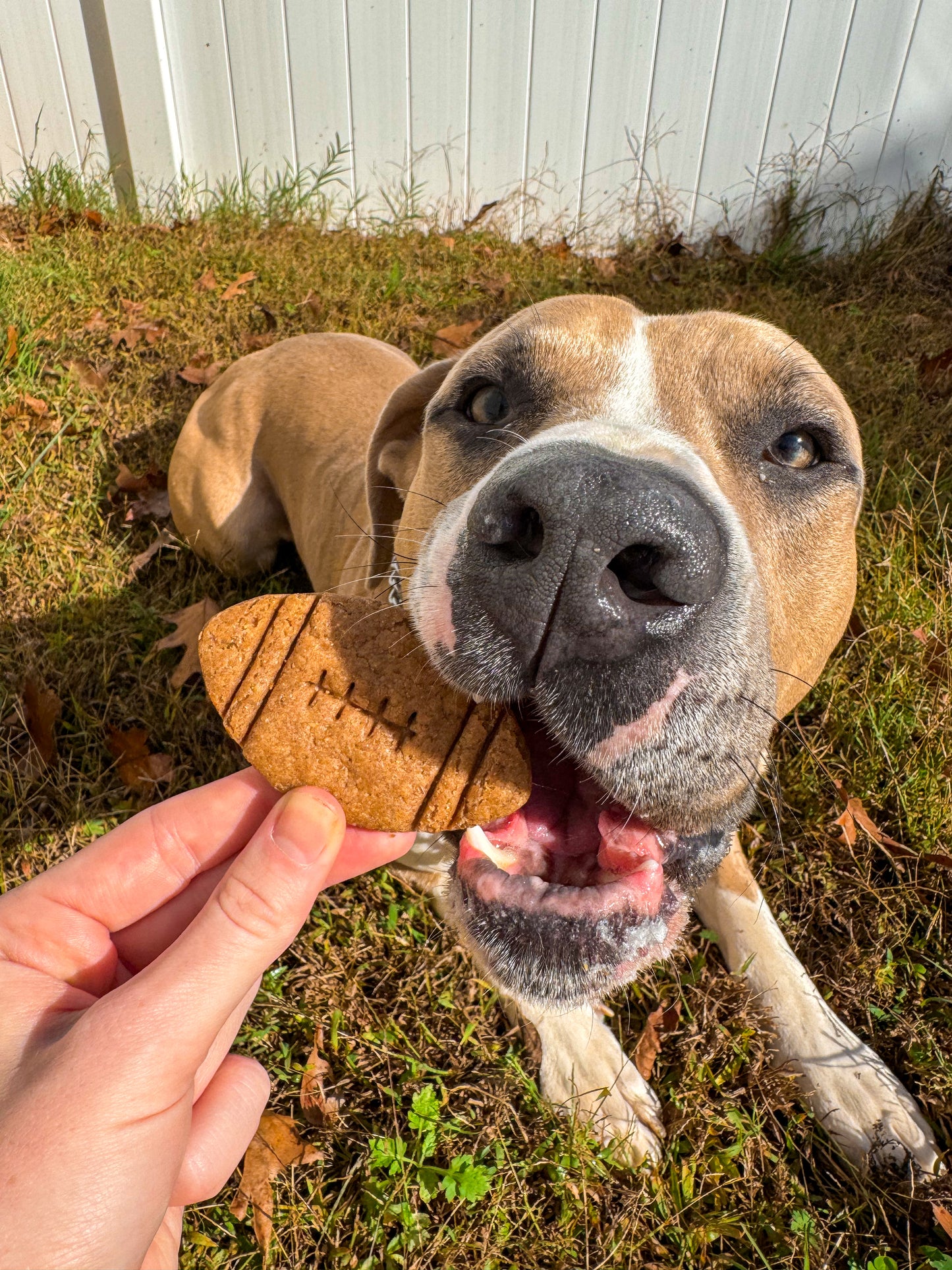 Football-Themed Peanut Butter Cookies for Dogs