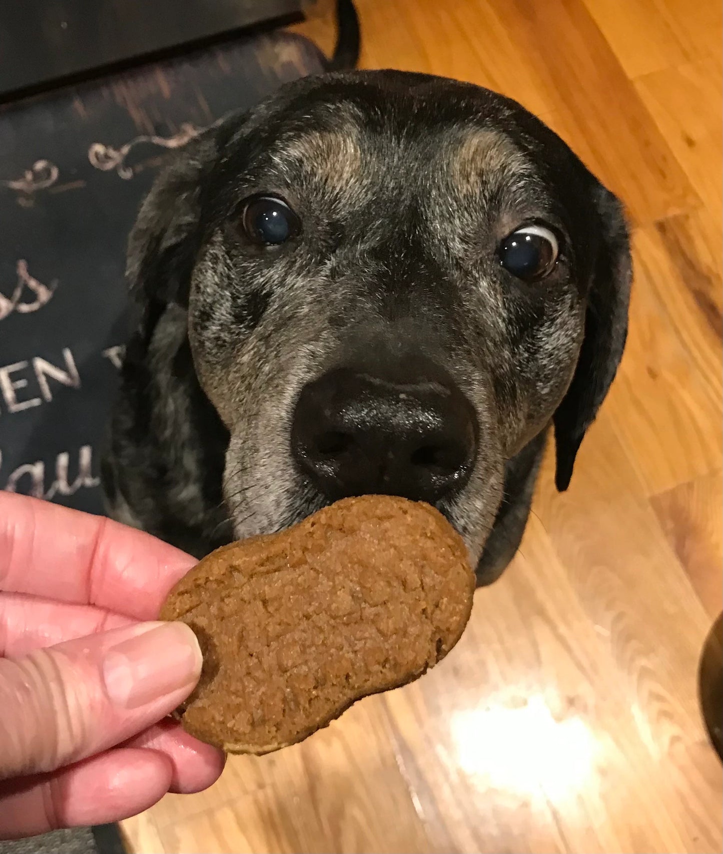 Peanut Butter Dog Treats – Nutter Butter Style Dog Cookies