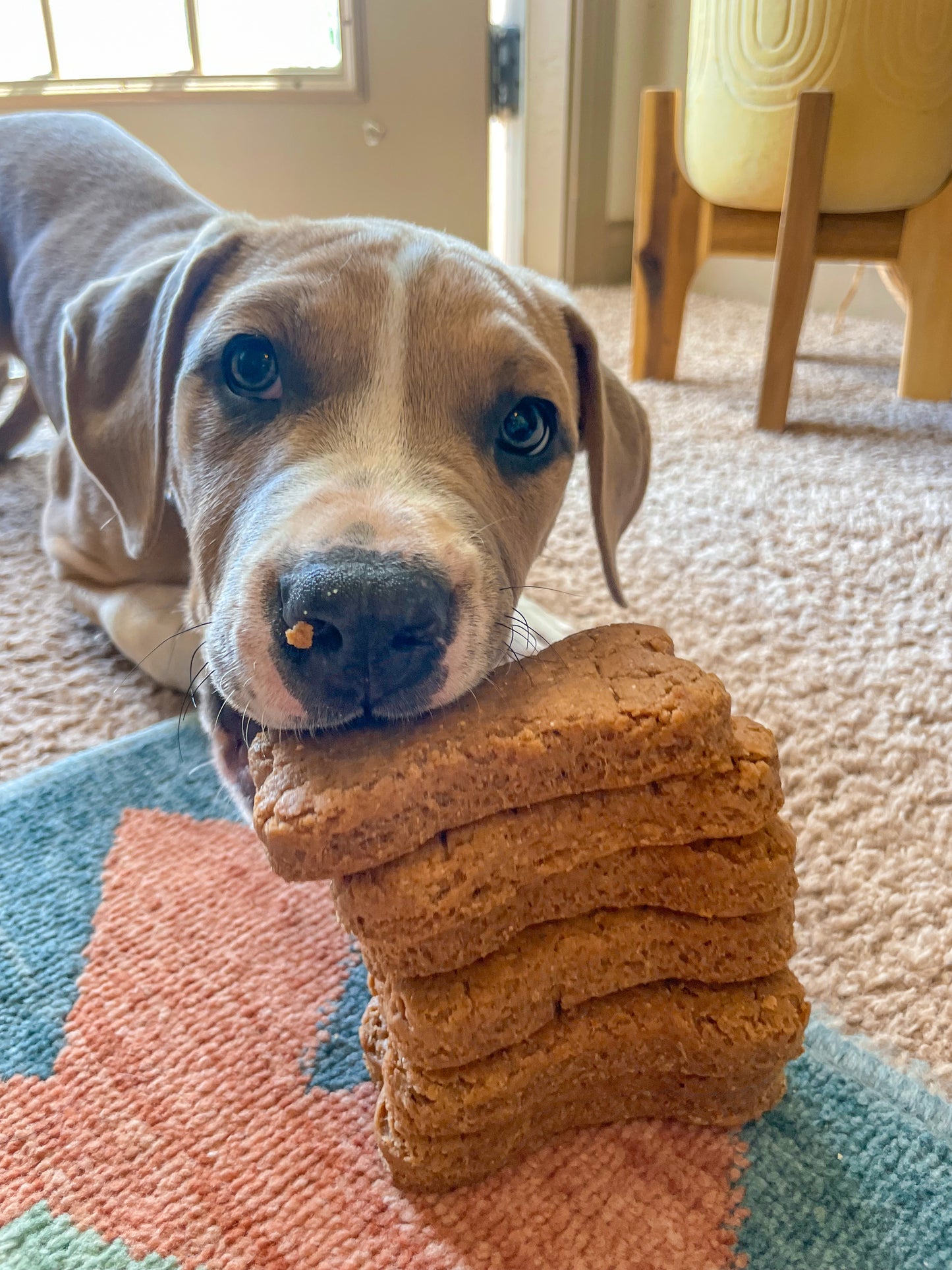 Peanut Butter Dog Treats – Crunchy Bone Shaped Biscuits
