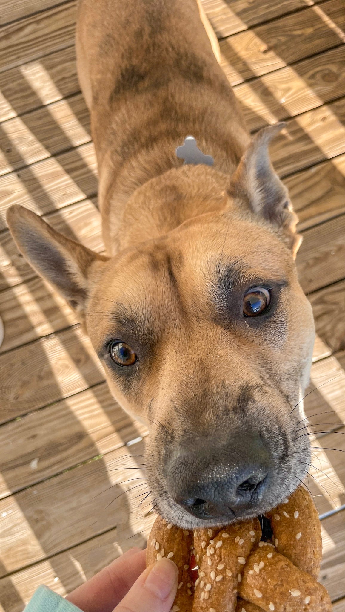 Cheddar Cheese Dog Treats – Parmesan Pretzel Dog Biscuits