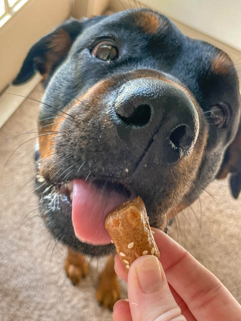 Cheddar Cheese Dog Treats – Parmesan Pretzel Bite Snacks