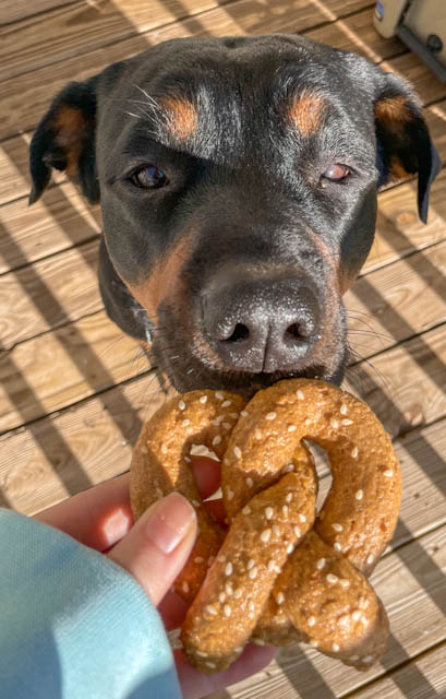 Cheddar Cheese Dog Treats – Parmesan Pretzel Dog Biscuits