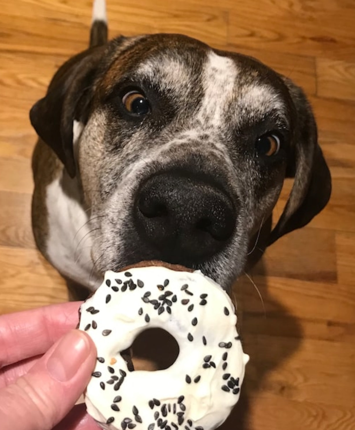 Peanut & Yogurt Pup Donuts