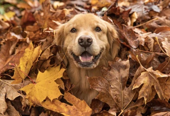 🍂 Fall Enrichment Games: 10 Sniffy, Snuggly Activities for Cool Weather