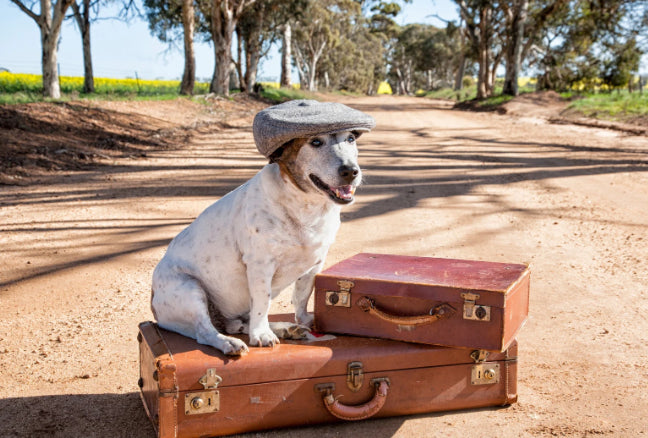 Holiday Travel with Dogs: Packing List, Crate Comfort; Car Calming