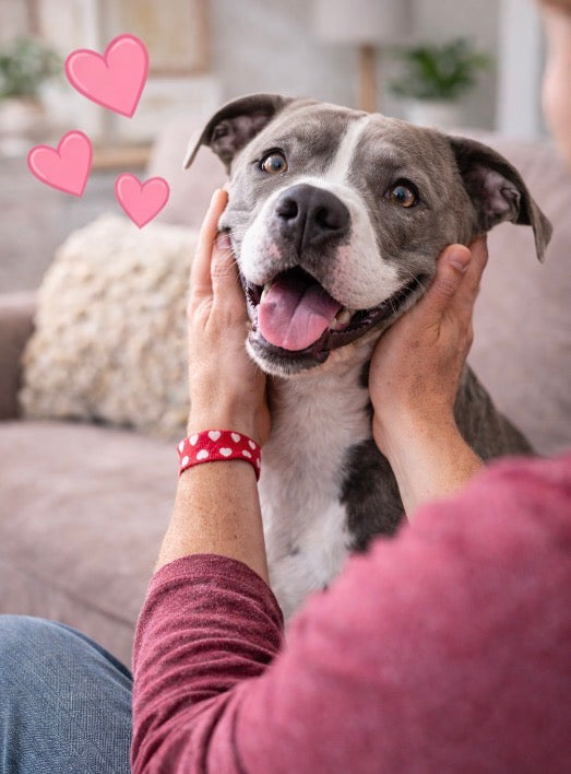 5 Ways to Show Your Dog Love That Don’t Involve Toys ❤️
