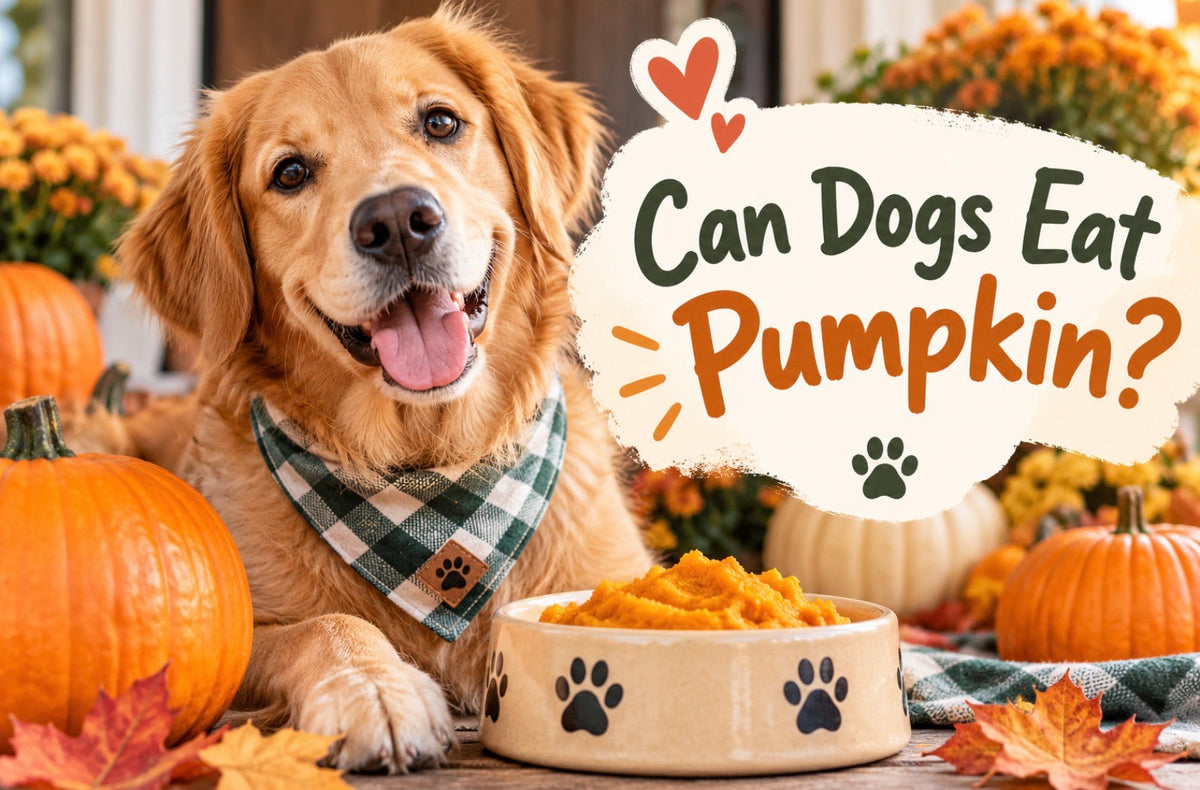 Can Dogs Eat Pumpkin? A Dog Parent’s Guide to This Fall Favorite 🎃🐾