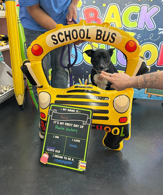 Black-and-white dog Penny posing in a school bus photo frame at Big Head Barkery’s back-to-school event.