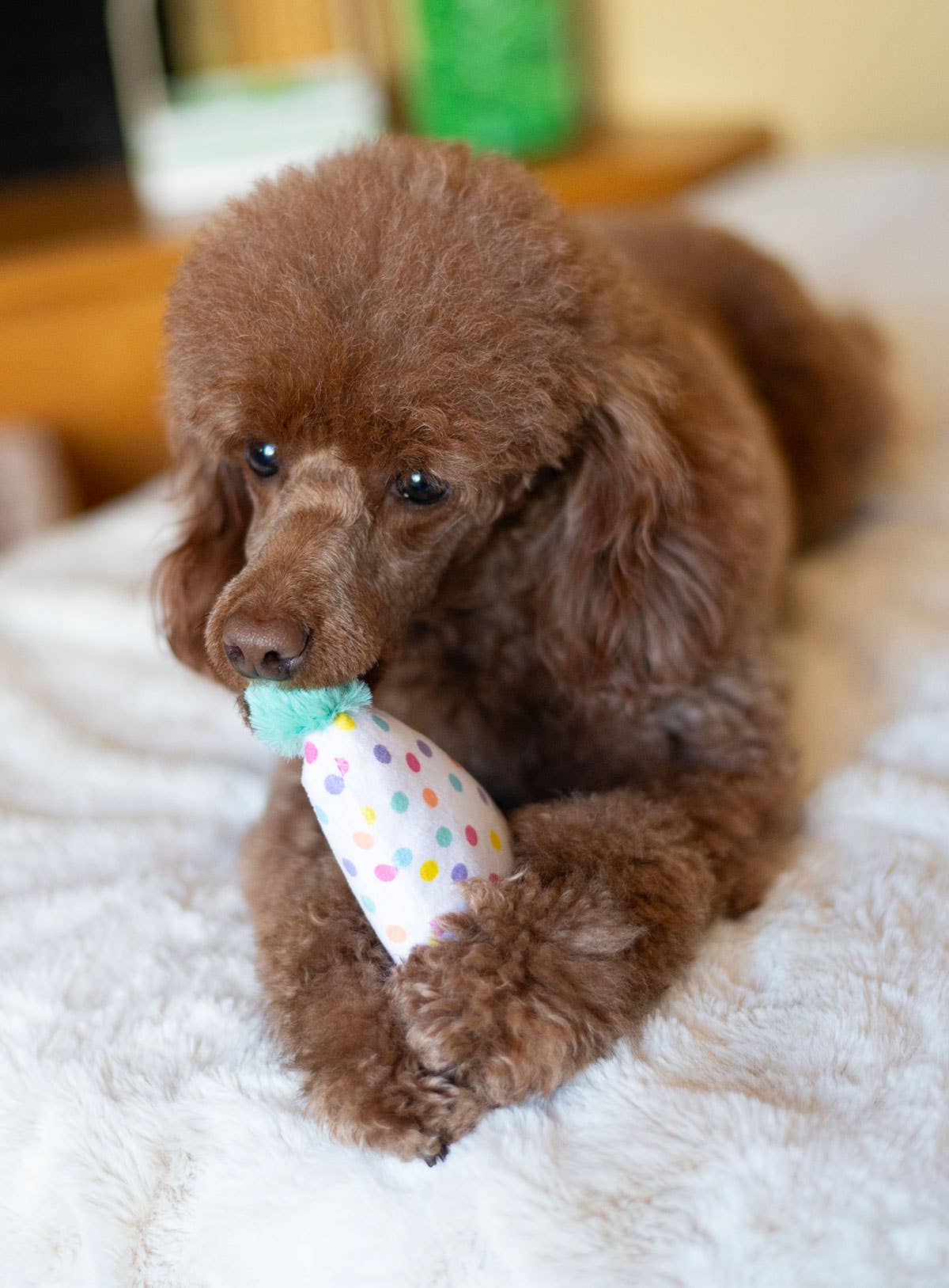 ThoozyPet Birthday 3pk Small Plush Dog Toys 5.5"