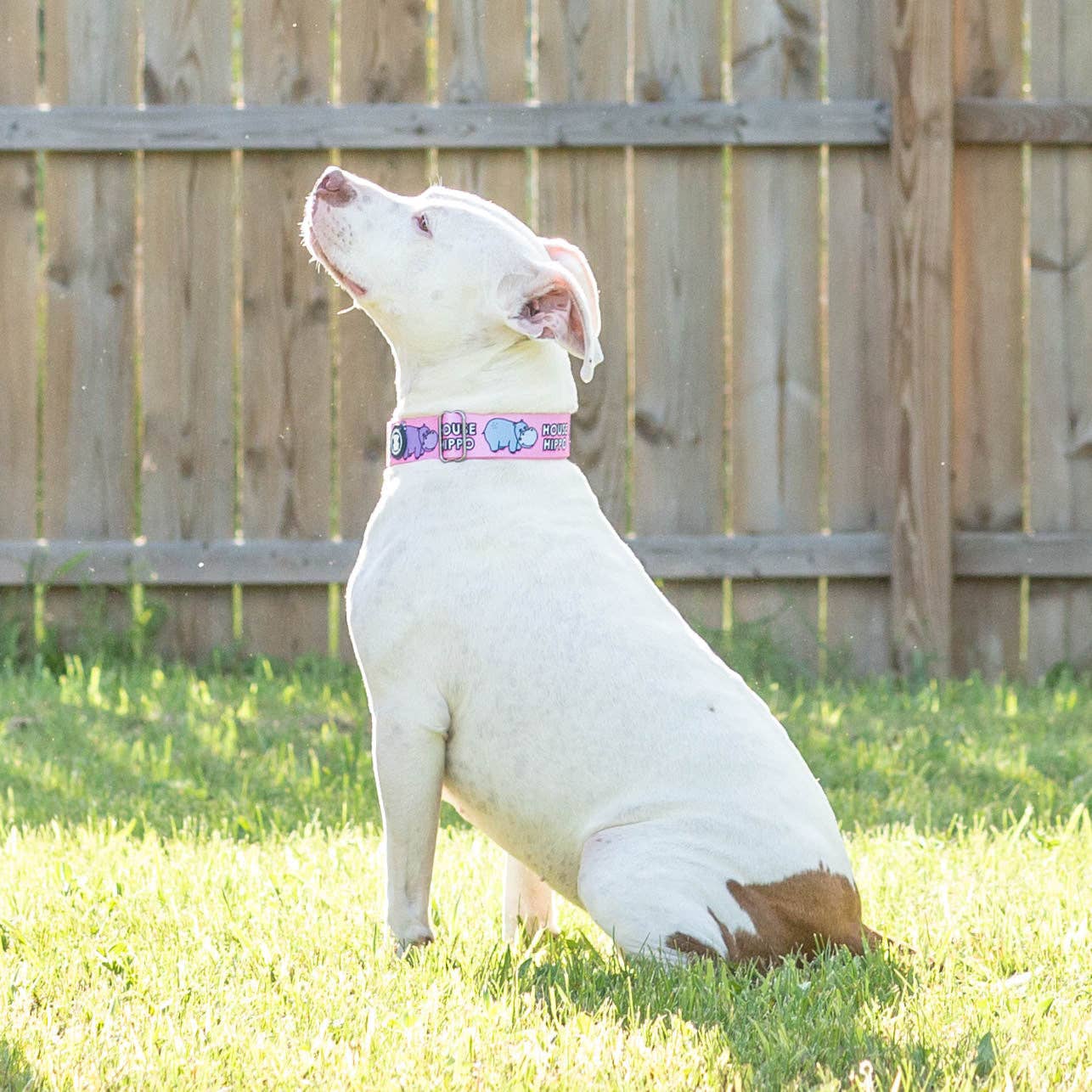 Pitty-potamus Martingale Collar – Pink