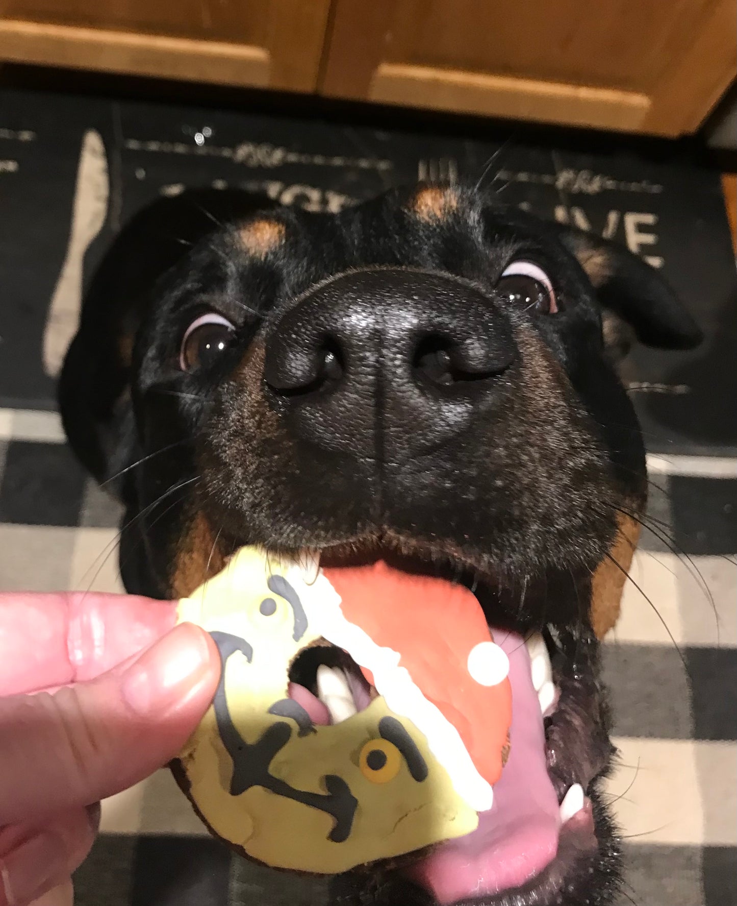 🎅 Holiday Doggie Donuts – Grinch & Santa Dog Treats, Christmas Dog Donut Set 🐾🍩