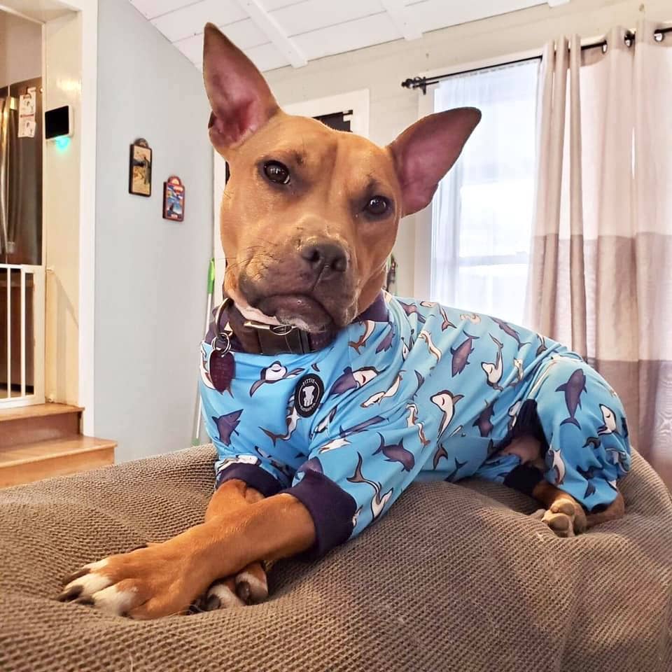 Smilin’ Sharkies Dog Pajamas