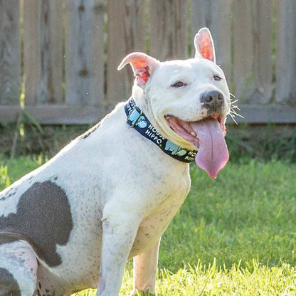 Pitty-potamus Martingale Collar