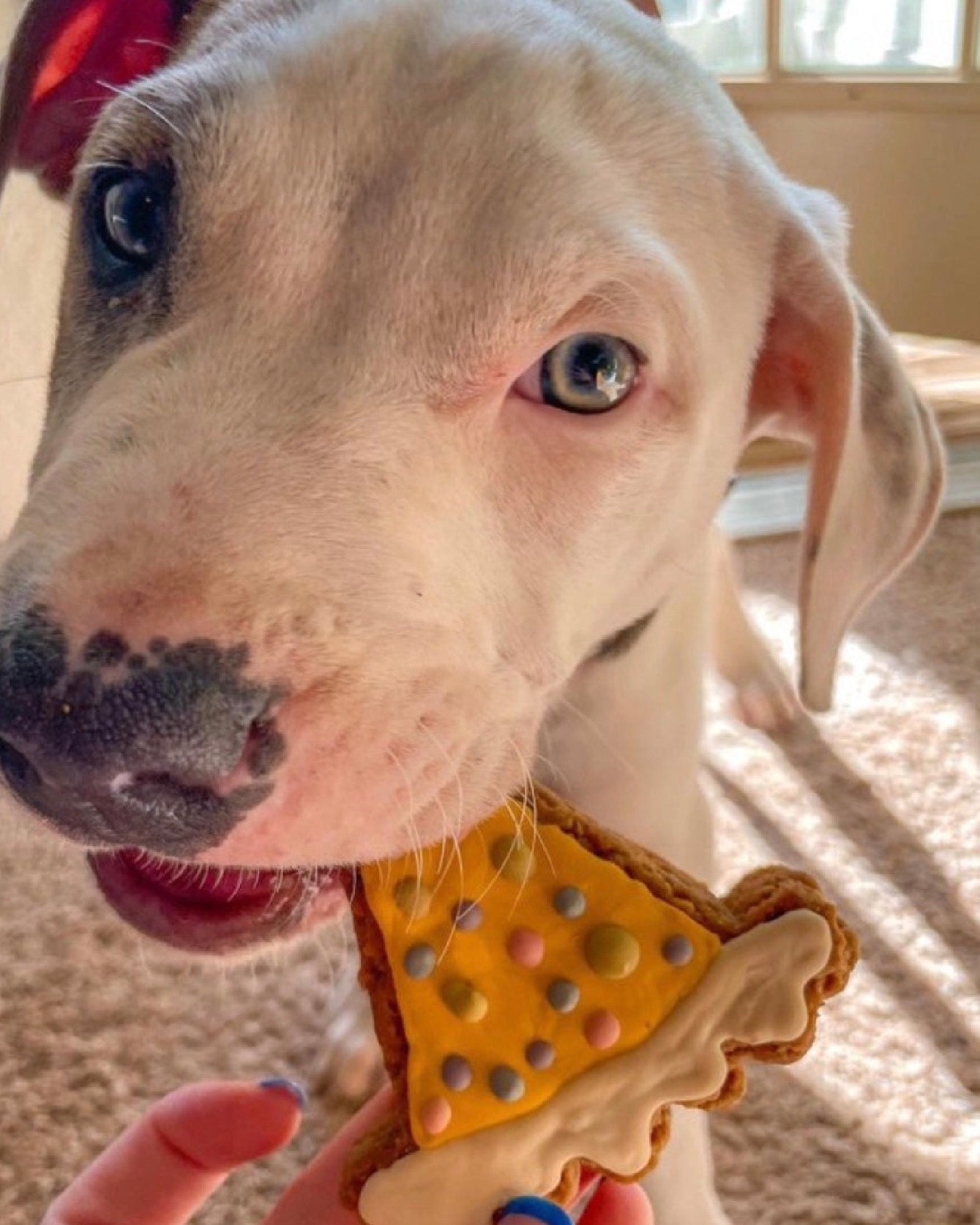 Birthdat Paw-Ty Gift Box