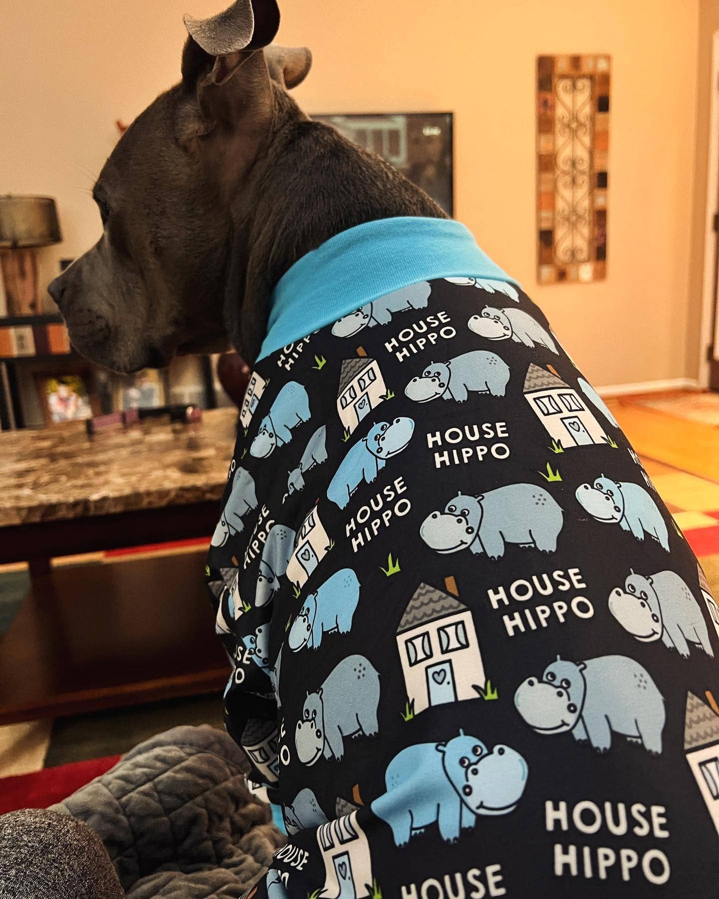 Pittypotamus Dog Pajamas – Black