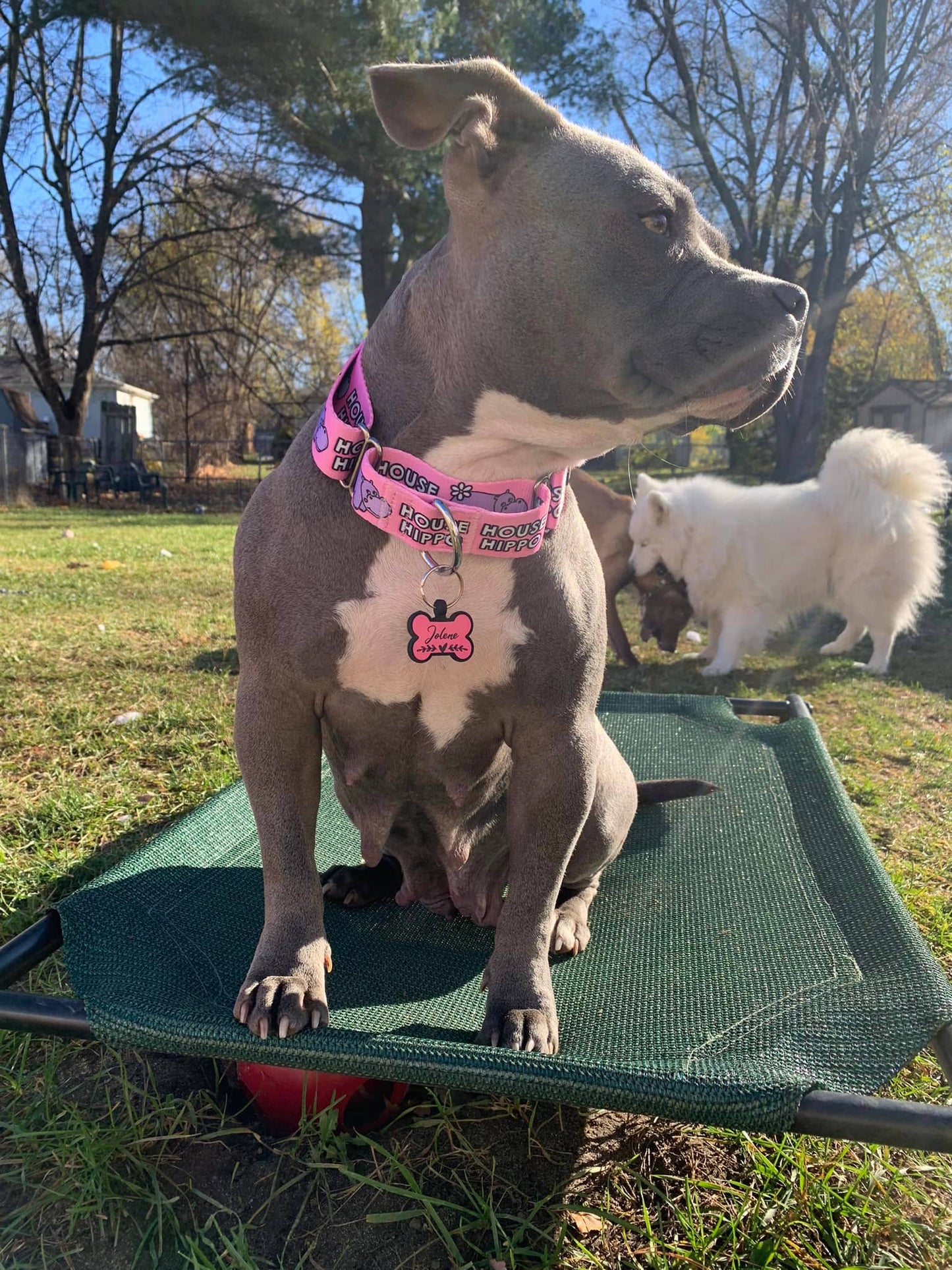 Pitty-potamus Martingale Collar – Pink
