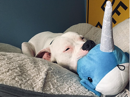 SnugArooz Baby Nikki the Narwhal Plush Dog Toy 5"