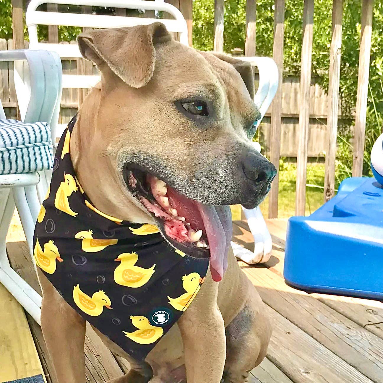 So Duckin’ Cute Dog Bandana – Black