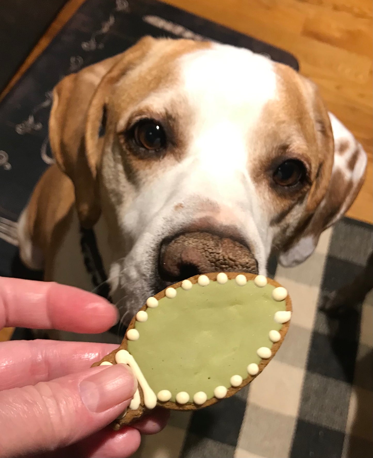 🎄 Holiday Light Bulb Dog Cookie Set – Set of 5 Peanut Butter Christmas Treats for Dogs, Handmade & Colorful 🐾✨