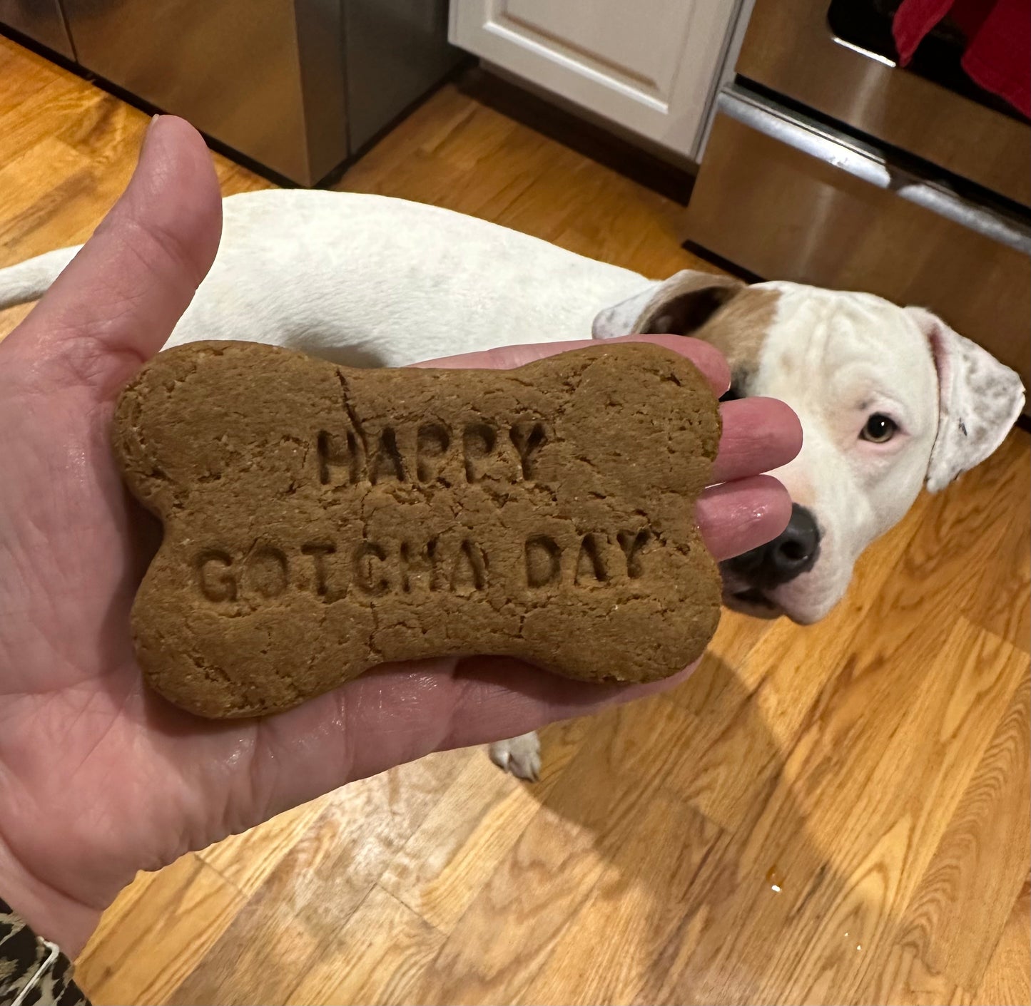 Happy Gotcha Day Dog Cookie – 4-Inch Peanut Butter Treat