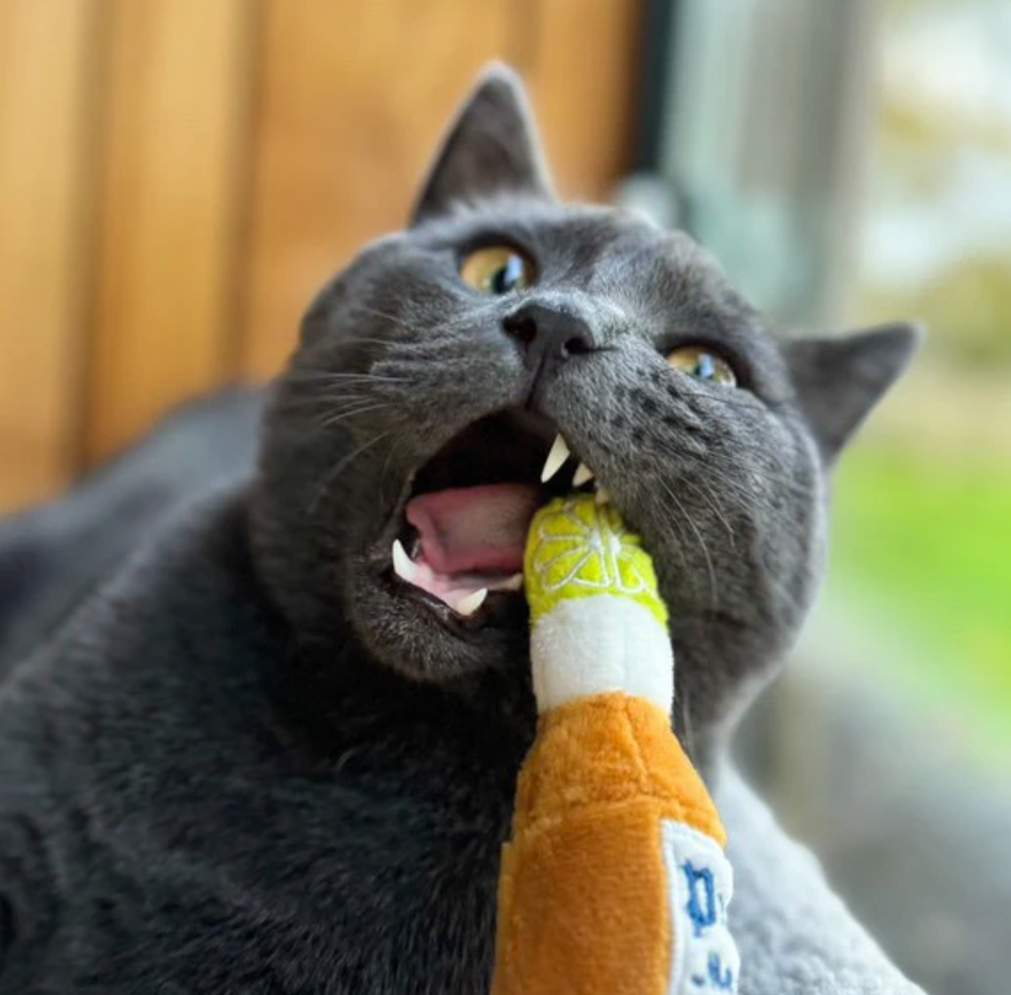 Purrona Catnip Toy Set (Bottle & Ball)