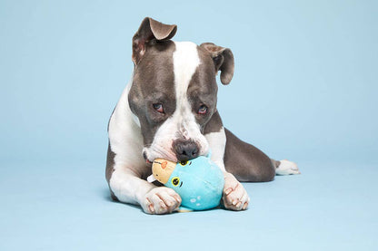 Wallace Walrus Plush Dog Toy