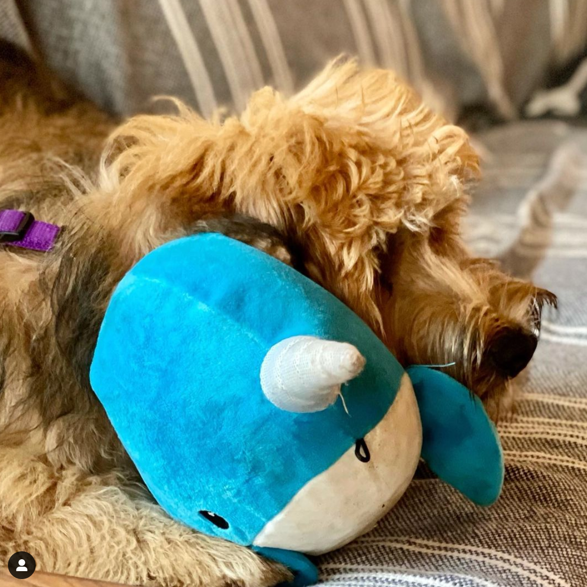 SnugArooz Baby Nikki the Narwhal Plush Dog Toy 5"