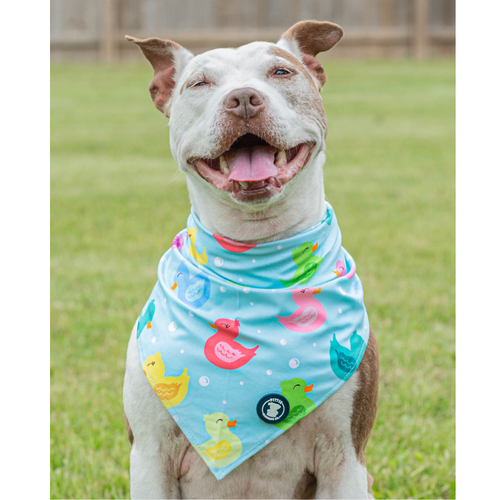So Duckin’ Cute Dog Bandana – Teal