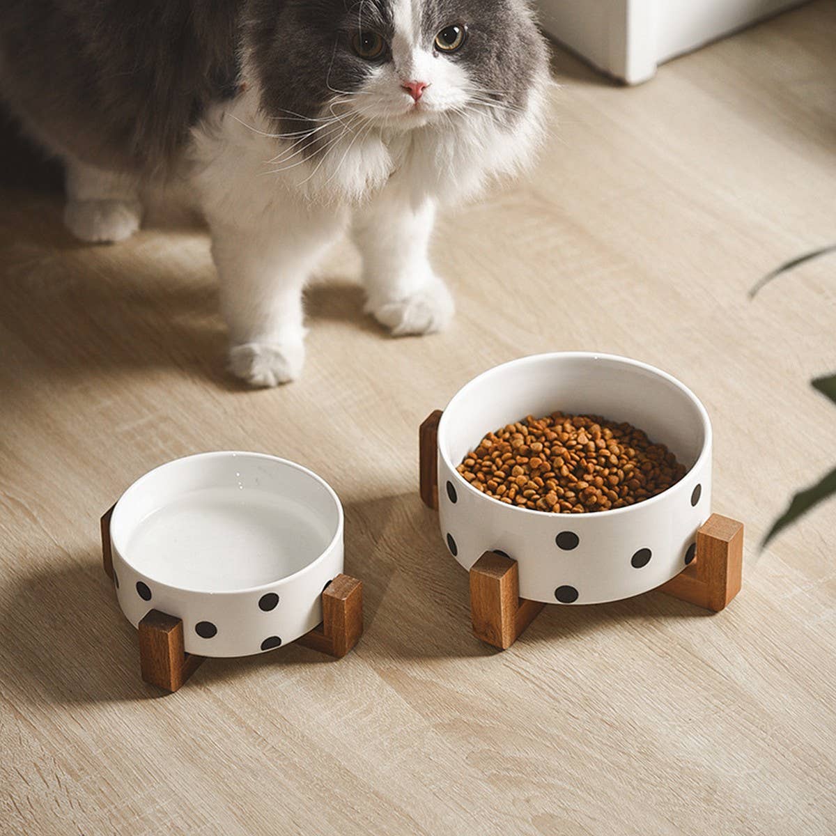 Cat standing next to two polka dot bowls, one with water and one with food, on a wooden floor.