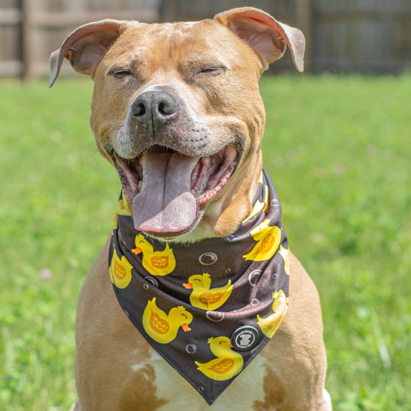 So Duckin’ Cute Dog Bandana – Black